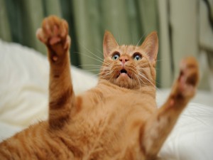 Postal: Gato levantando las patas delanteras