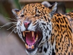 Un jaguar mostrando los colmillos