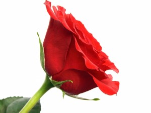 Rosa roja para un corazón solitario