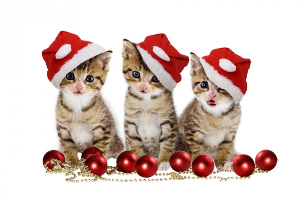 Tres lindos gatitos navideños