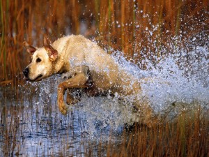 Postal: Perro corriendo en el agua