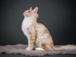 Un gato sentado en una alfombra