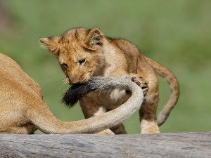 Un cachorro de león jugando con la cola de su mamá
