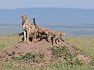 Postal: Una familia de guepardos