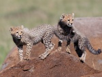 Pareja de jovenes guepardos sobre una roca