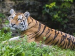 Un tigre sobre la hierba