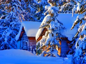 Postal: Cabaña y pinos cubiertos de nieve