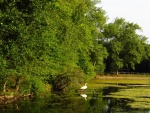 Un pato en un estanque (Inglaterra)