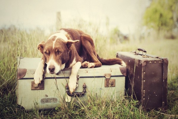 Perro tumbado sobre las maletas