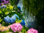 Preciosas hortensias rosas y azules