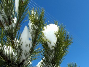 Blanca nieve sobre las ramas de un pino