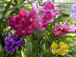 Postal: Espléndidas orquídeas de varios colores en un jardín
