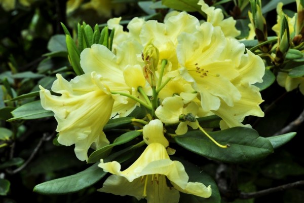 Una glamurosa azalea con flores amarillas
