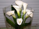 Espectacular arreglo floral con calas blancas