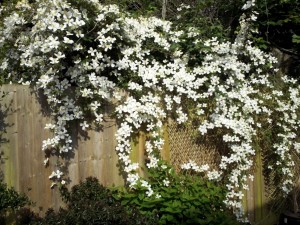 Postal: Una tapia cubierta con elegantes florecillas blancas