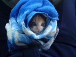 Gato envuelto en una toalla