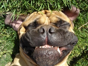 Postal: La cara de un gran perro bulldog