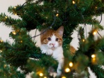 Un simpático gatito entre las ramas de un árbol de Navidad