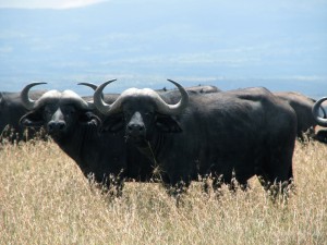 Postal: Búfalos africanos
