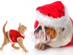 Gato y perro vestidos para festejar la Navidad
