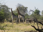 Dos jirafas junto a una manada de cebras