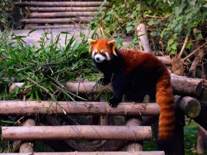 Postal: Un lindo panda rojo