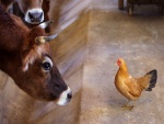 Vaca observando a una gallina