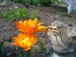 Gato oliendo una flor naranja