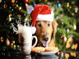 Perro disfrutando de una leche con galletas en Navidad