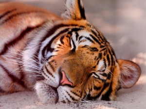 Un tigre dormido
