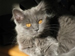 Un precioso gato gris