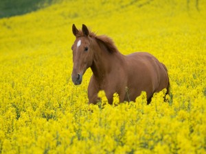 Postal: Un caballo marrón entre flores amarillas