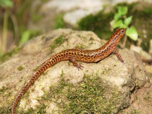 Postal: Salamandra de cola larga