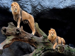 Postal: Dos leones sobre un viejo tronco de árbol
