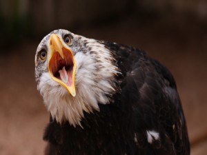 Águila mostrando el interior de su pico