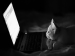 Gatito mirando atento la pantalla de un portátil