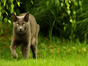 Un gato gris caminando sobre la hierba