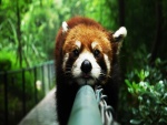 Panda rojo sobre una barandilla