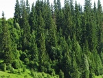 Hermosos pinos verdes