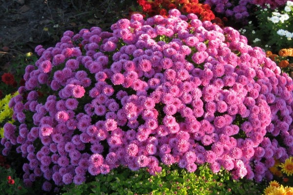 Varios crisantemos rosas adornan un jardín