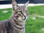 Gato gris de ojos verdes