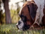 Un perro sobre la hierba