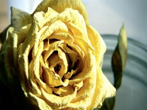Rosa amarilla seca
