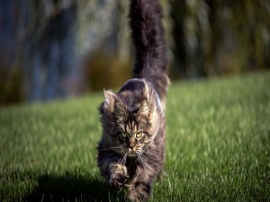 Un gato corriendo veloz sobre la hierba