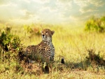 Un joven guepardo