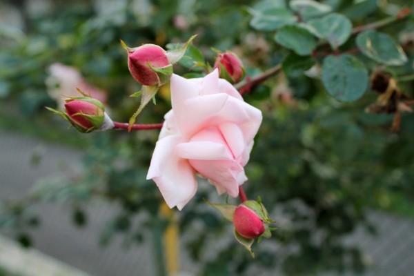 Una rosa en una rama con pimpollos