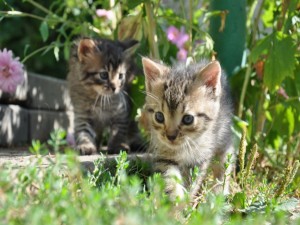 Gatitos en un jardín