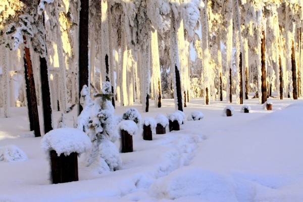 Bosque cubierto de nieve