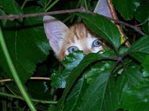 Gato escondido entre las plantas