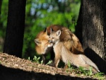 Un joven zorro junto a su madre